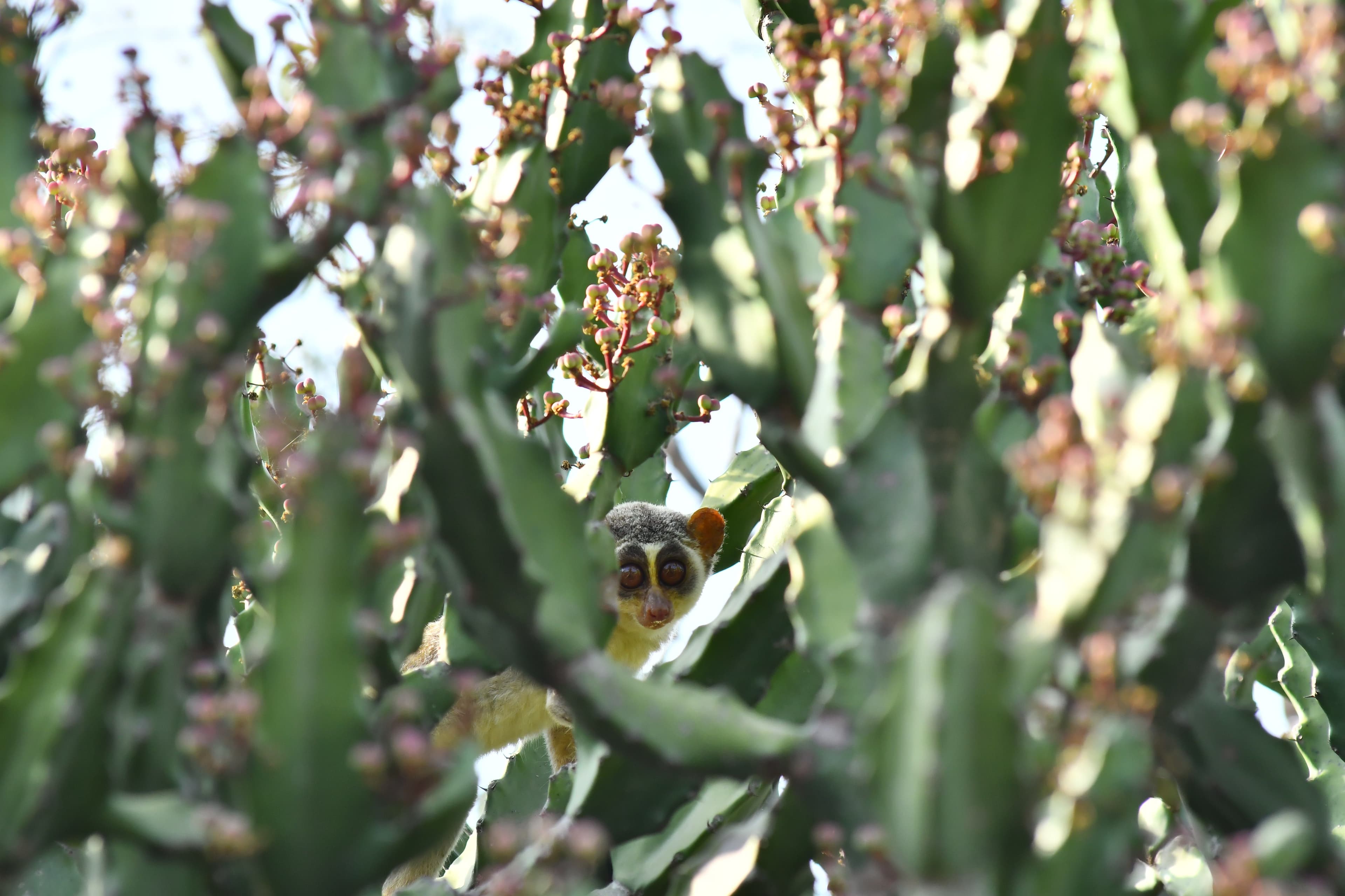 Educational Infrastructure