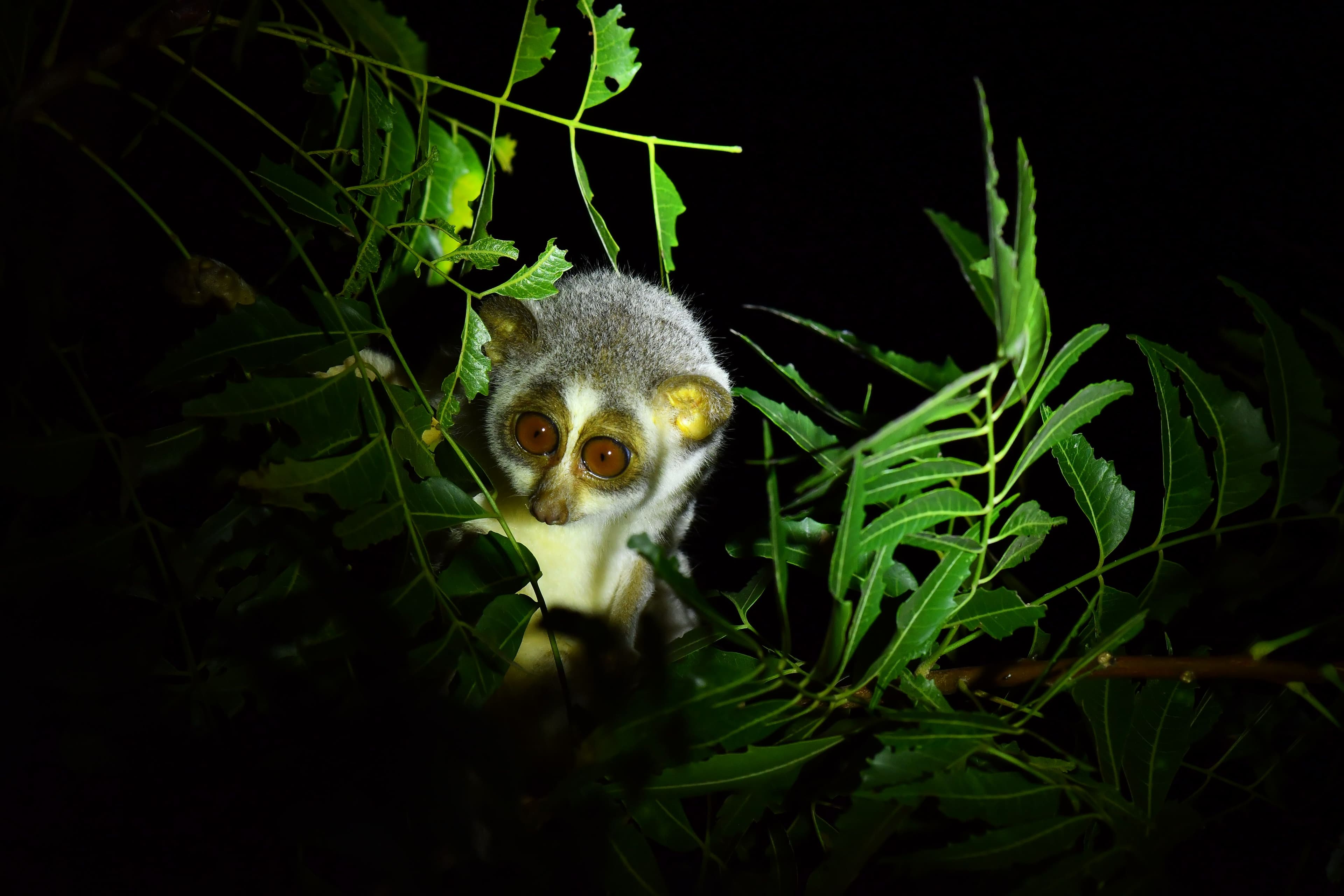 Conservation Centre Infrastructure