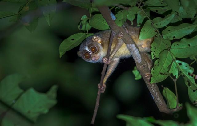 Slender Loris Habitat